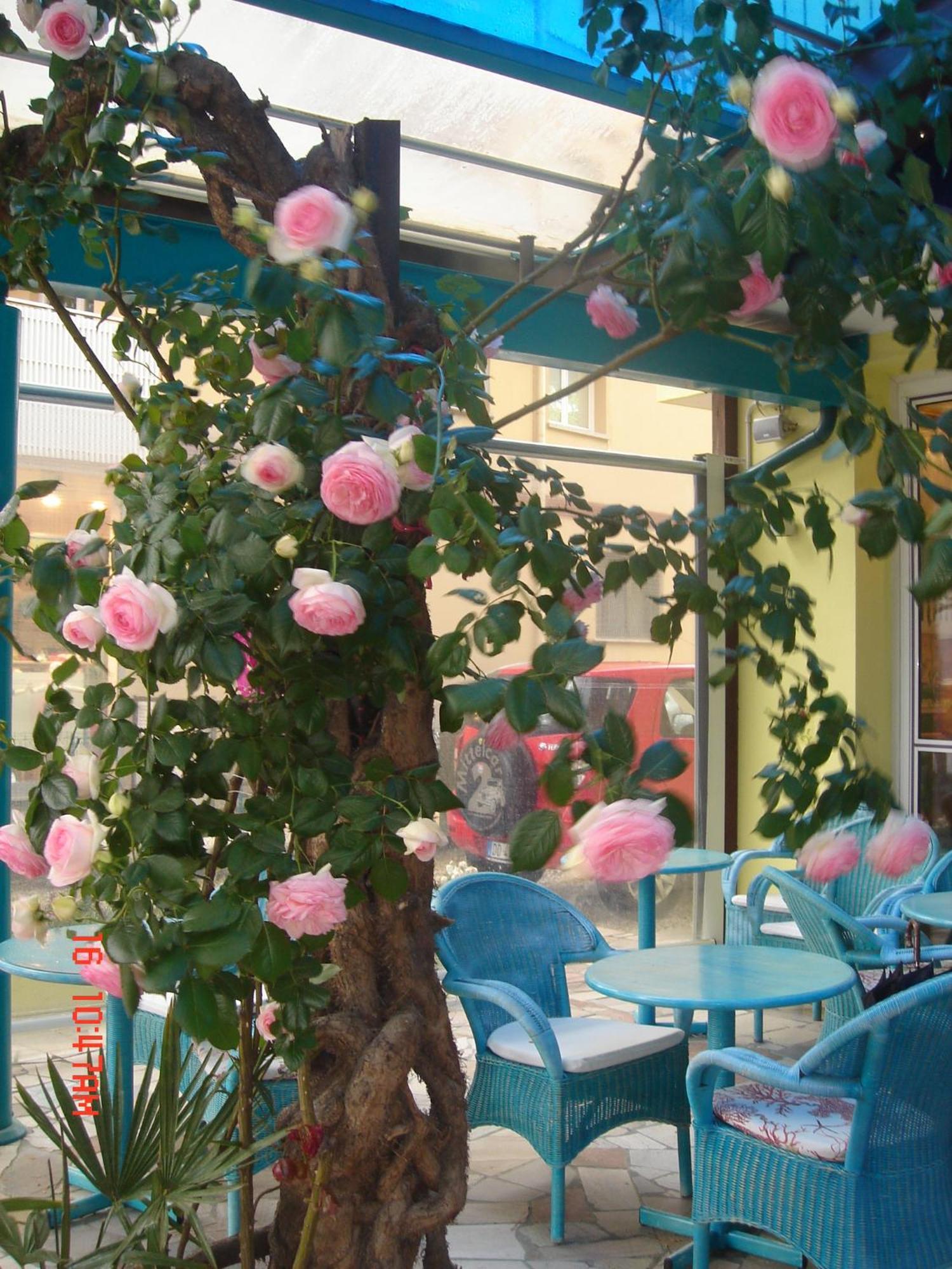 Hotel Da Giovanna Lignano Sabbiadoro Eksteriør bilde